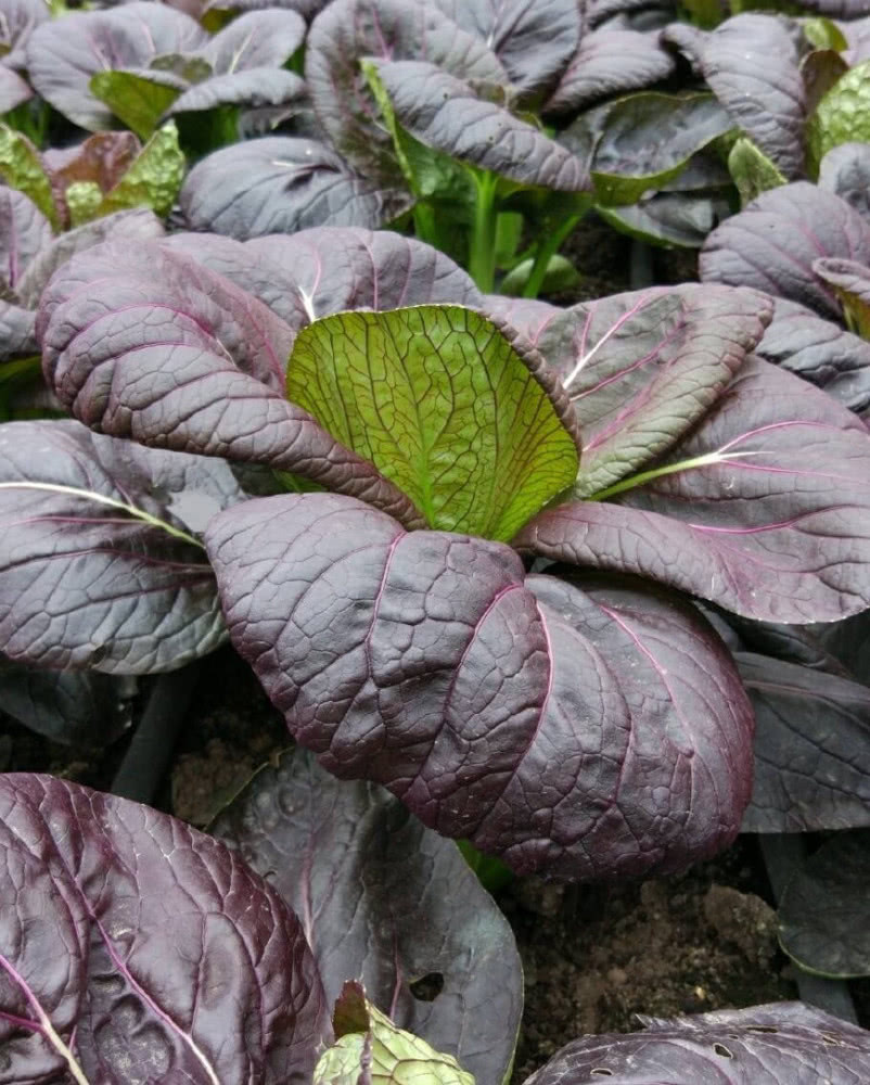 这个菜一年四季可以种,播种一个月就可采摘,比