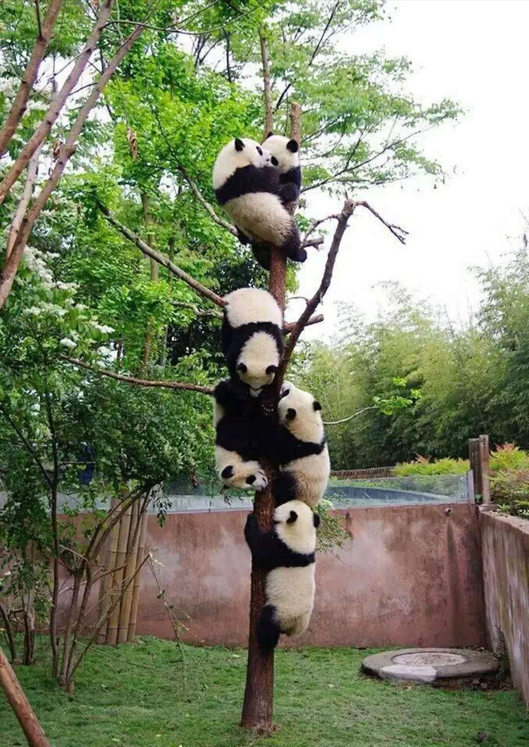 2018暑期哪里去?好巴适的成都游玩攻略,嗨起