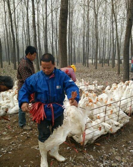 打工累了没有,跟我回农村养鹅赚钱吧,一年能赚