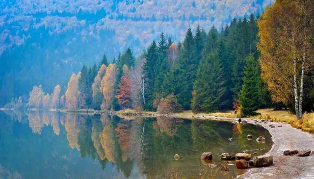 关于一棵树的故事