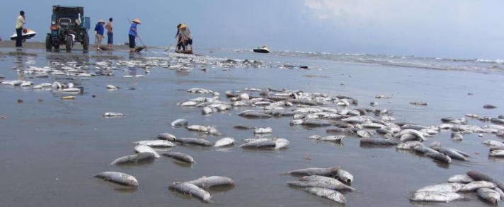 海军演习,海上炸死的死鱼有多少,是怎么处理的