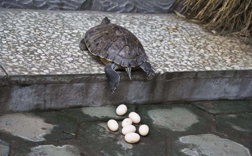 成龟所需的养殖箱要大得多, 以便它们有