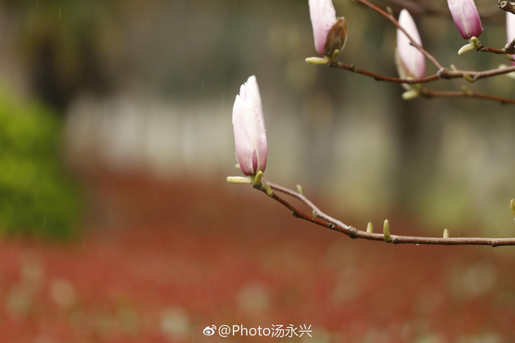 春眠不觉晓,处处闻啼鸟. 夜来风雨声,花落知多少.