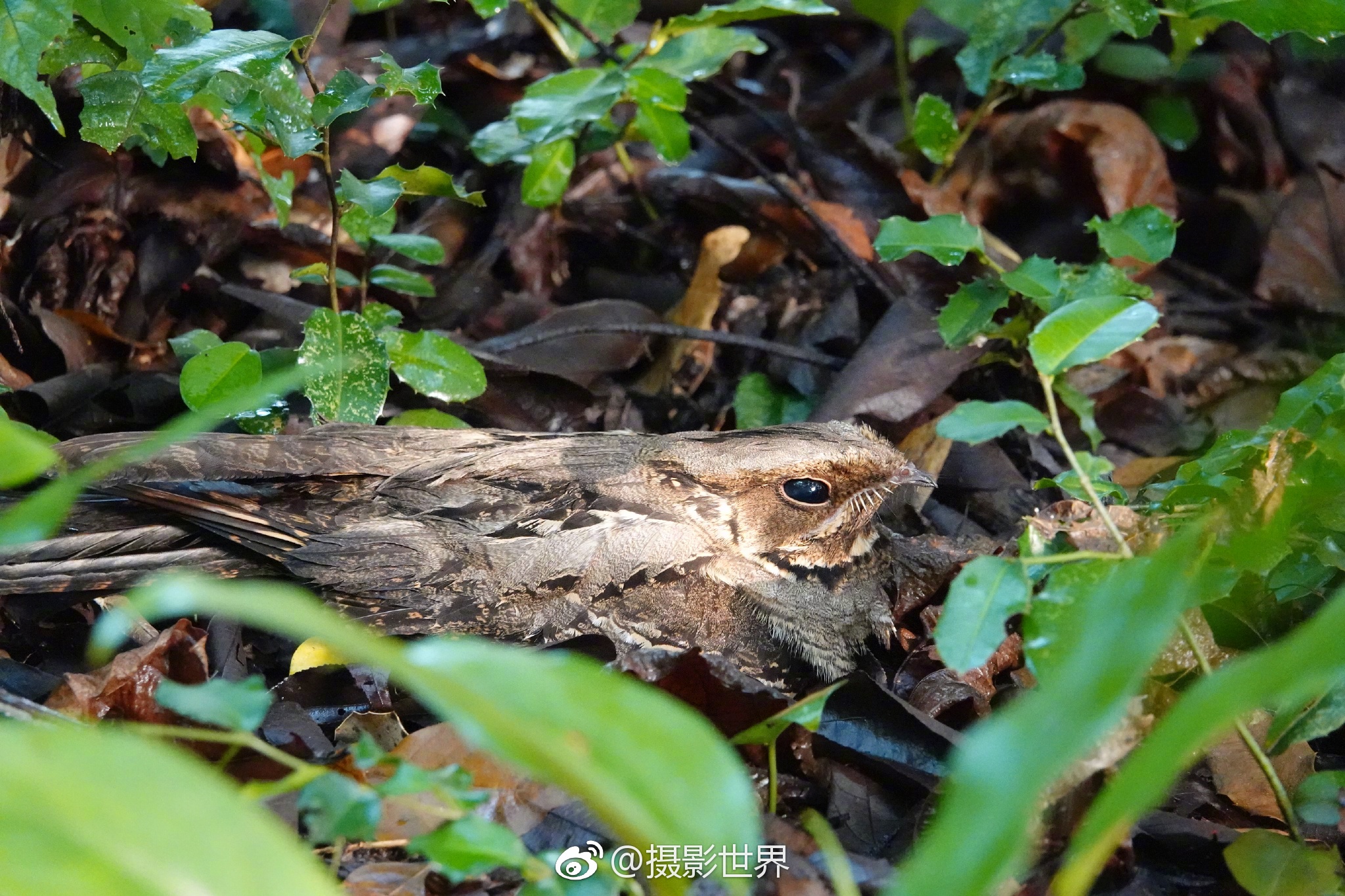 带着镜头等效 24~600mm 焦距的索尼黑卡 RX