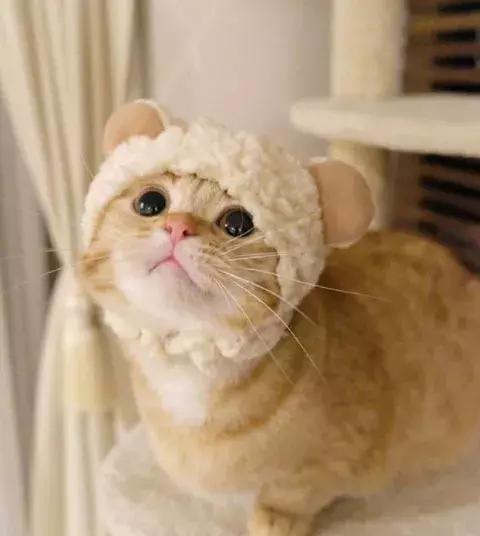 这只小短腿小橘猫好萌,主人给戴上各种可爱帽子,瞬间更萌了