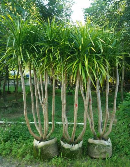 血竭”又叫“麒麟竭