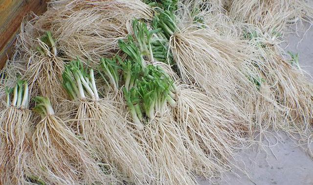 为什么你种的韭菜越长越细,只要这么做盆栽韭