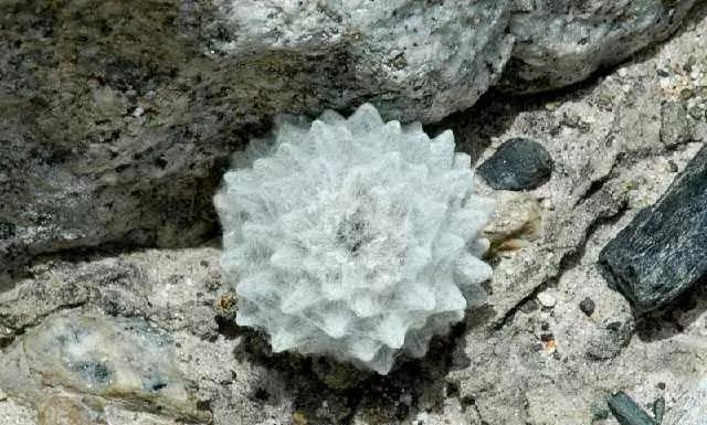 千年难遇的天山雪莲世间最孤独的花10年一开花