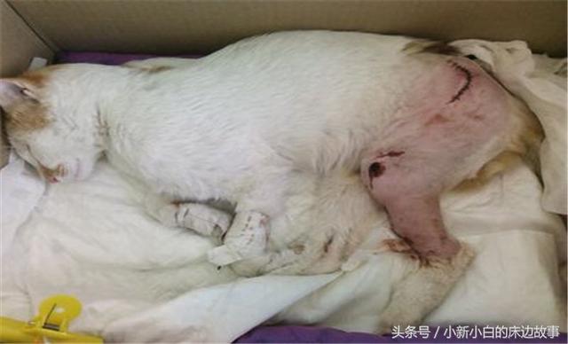 故事:一脚踹死猫肚里的幼崽,报应来时,足足痛了五天才生下孩子