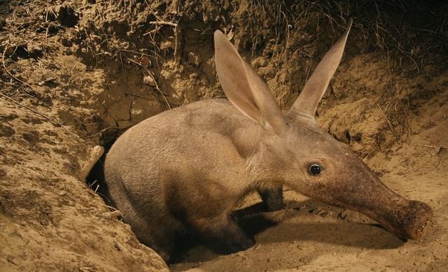土豚: 非洲食蚁兽, 挖洞能力堪比10壮汉