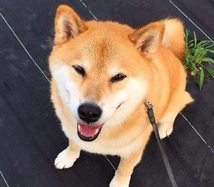 快来看看,这里有一大波或搞笑或呆萌的狗狗头像,快点换上吧