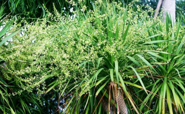 血竭”又叫“麒麟竭