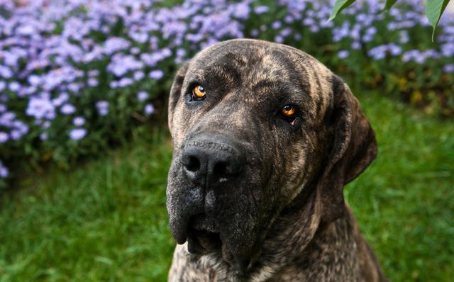 凶狗排名_十大凶狗排名图片