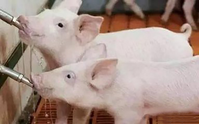 会致命的猪肚子胀气,到底该怎么治?最详细的解