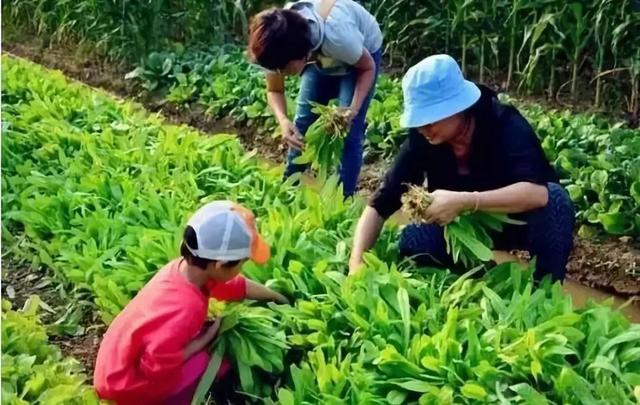 共享农庄经营模式套路多 四大案例告诉你怎么