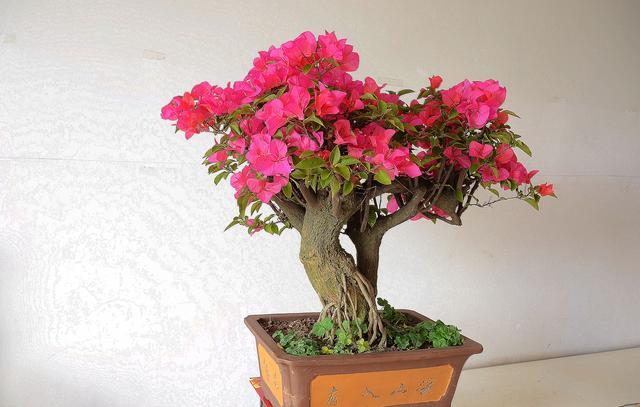 别小瞧生活中的这3种东西,给三角梅用了,不仅