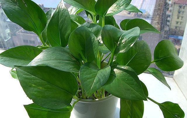 家里养绿萝,不要放在这3个地方,可惜很多人还