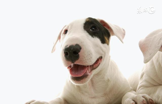 1982年出生,35岁的属狗人是什么命?