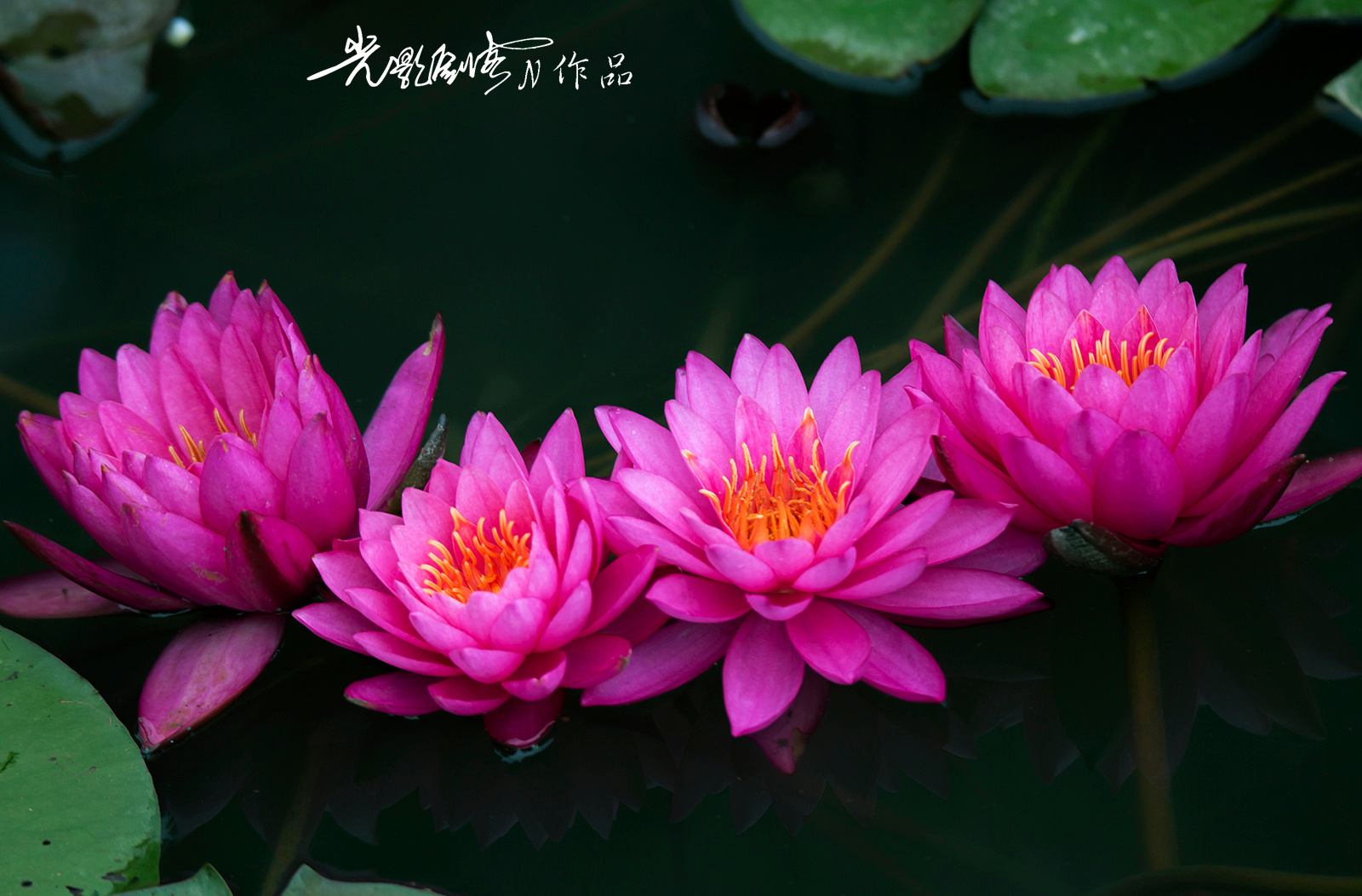 2018,美丽南京。荷叶五寸荷花娇,贴波不碍画船