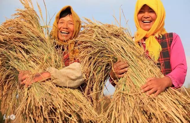 2018年粮食直补发放时间已经确定 朔州有5类