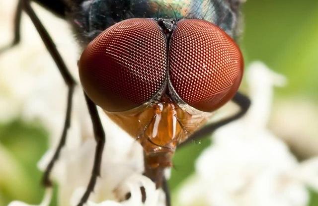 原来苍蝇的克星是它,放窗台后,整个夏天都没有蝇虫困扰