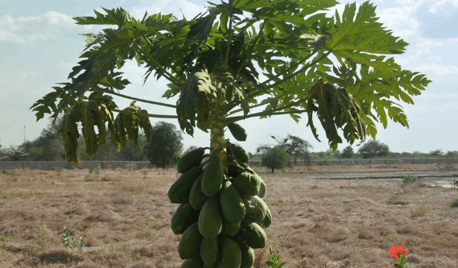非洲人不种地是真的吗? 他们那么穷是因为懒吗