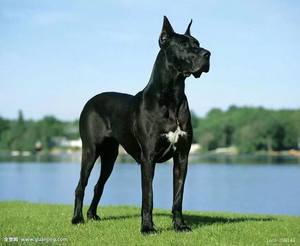 肌肉丰满,体态匀称的大丹犬显得优雅,高贵,具有王者气质.