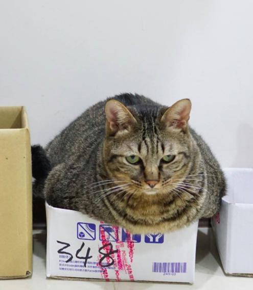 胖猫被主要嫌弃,网友:它的表情太逗了