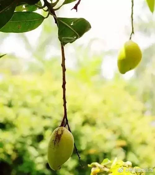 吃货们注意!惠州路边、小区的芒果能吃吗?