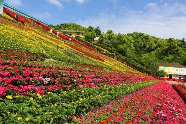 略下阳光花海景色正好,何不来一次不负春光的旅行!