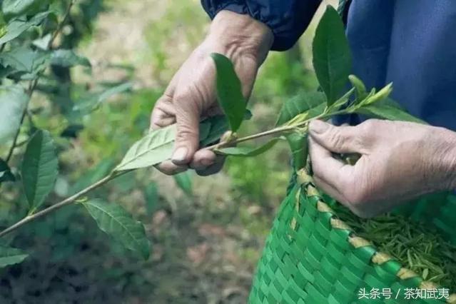 揭开微信 “卖茶女” 套路,让骗子无处遁形!(最全面防骗攻略)