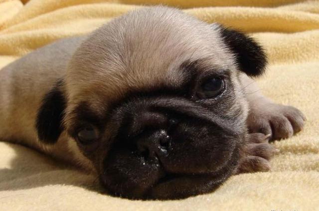 狗鼻涕看出身体状况,狗狗流鼻涕是怎么回事?