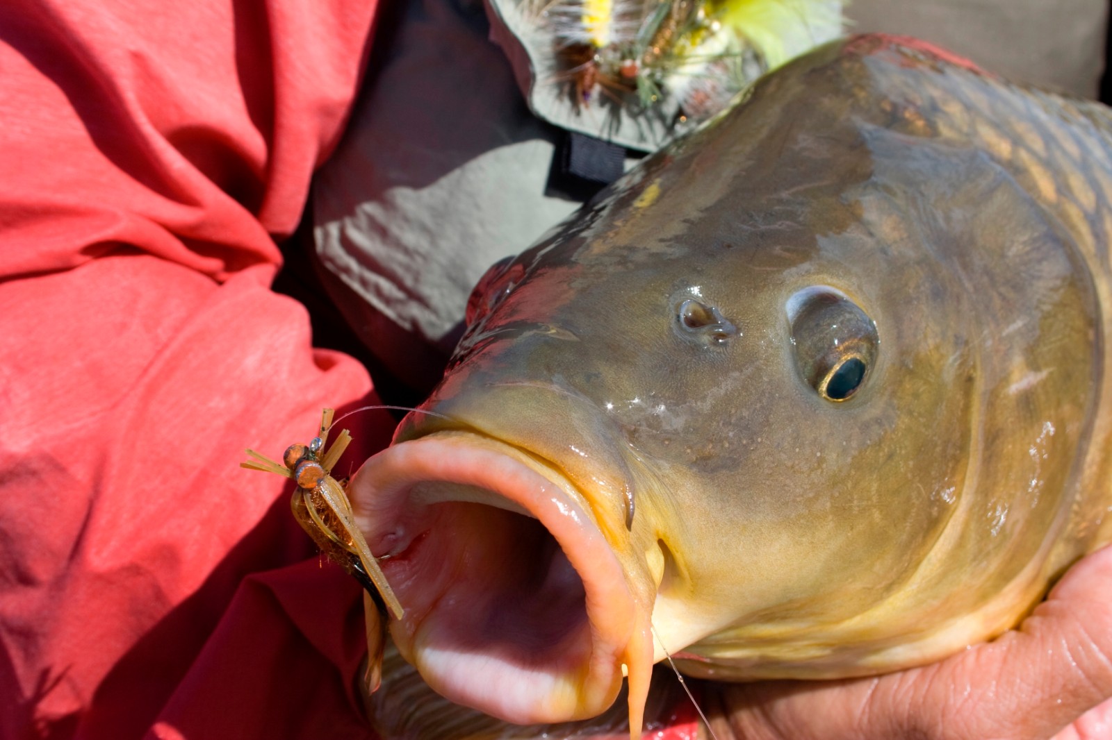 揭秘钓鱼骗局--露钩鱼不吃?