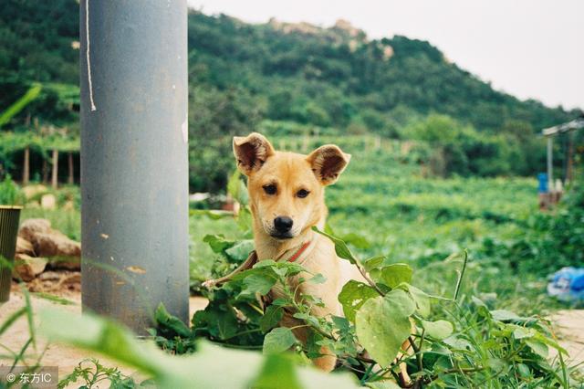 盘点中国十大城市常见禁养犬,想要养狗的朋友