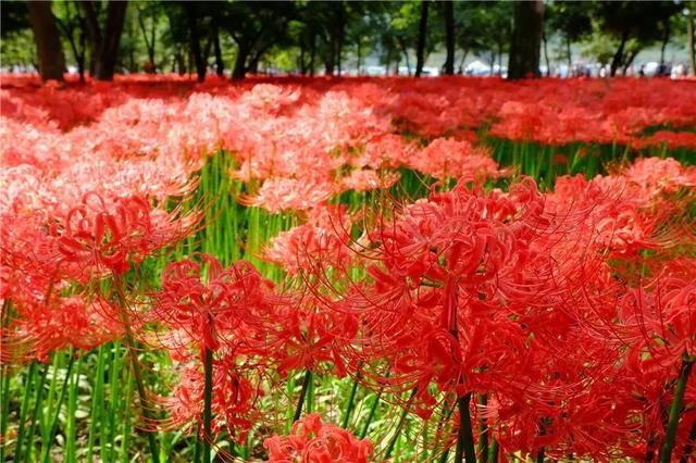 日本500万株彼岸花即将盛放,花海的绚烂景色也令人陶醉!