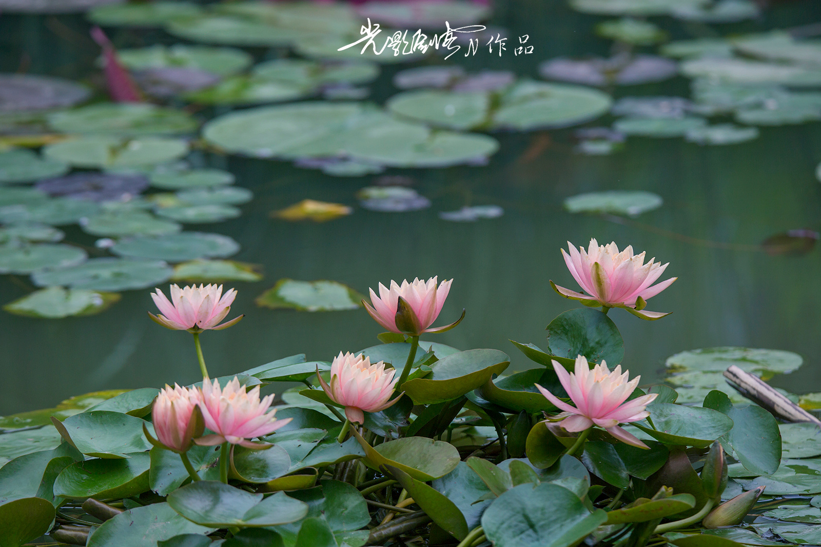 2018,美丽南京。荷叶五寸荷花娇,贴波不碍画船