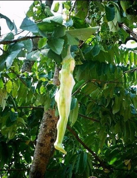 泰国有一种神奇的"女人树",结的果子像女子,当地人只