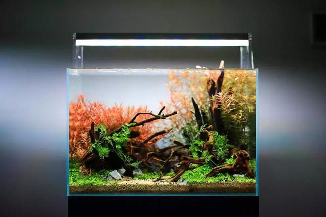 红宫廷主题45cm草缸造景欣赏