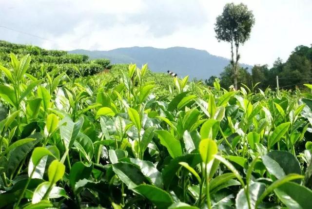 茶树如何科学施肥?