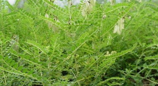 西北干旱地区适合种植哪些优质中药材?