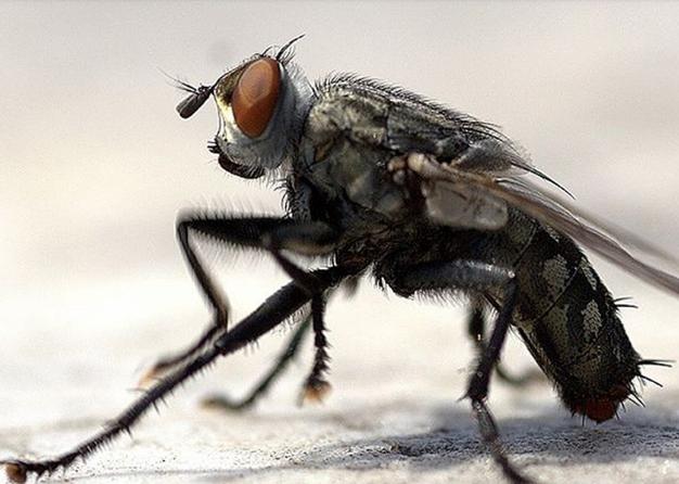 为什么打死一只苍蝇 肚子里全是蛆
