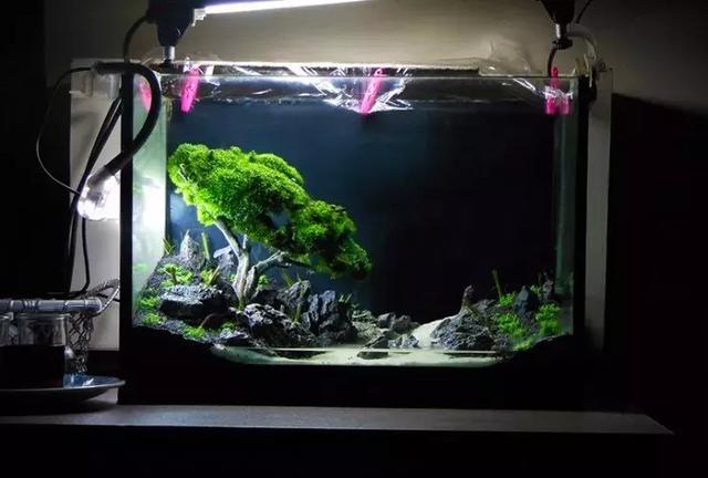 草缸造景:精心策划，果然不同凡响