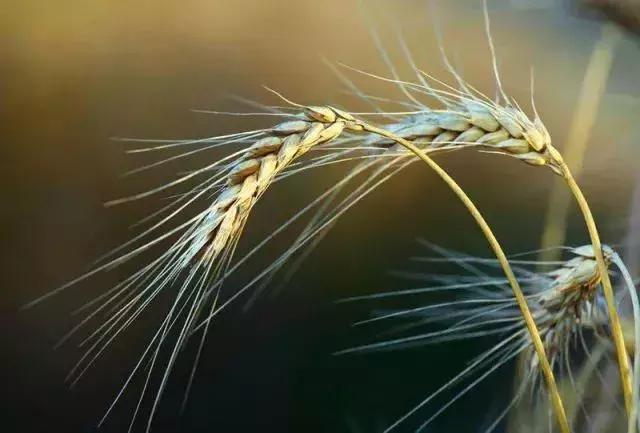粮食、棉花、油料等农产品未来十年发展展望!