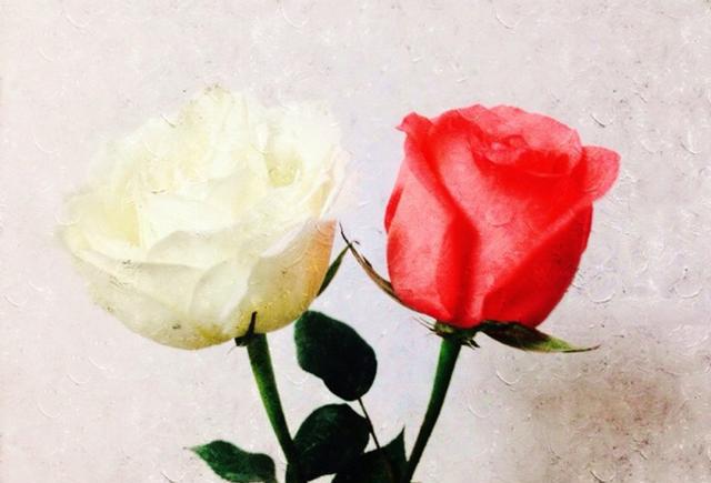 红玫瑰与白玫瑰的抉择,原来爱的寡淡,才越是最
