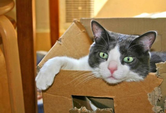 猫咪贪玩钻到纸箱睡觉,结果主人直接将它打包