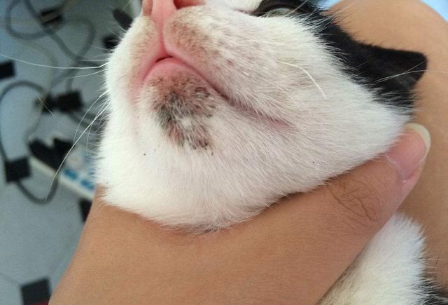 猫咪得了“黑下巴”怎么办?