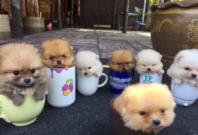 茶杯犬格外的简单患病,通常茶杯犬最多能活到10岁,在狗狗种类中算是挺