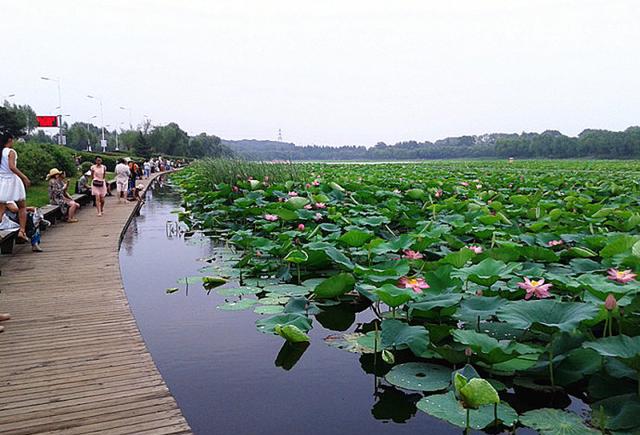 沈阳西湖风景区位于蒲河下游,以质朴的大自然景观著称,湖中岛面积700