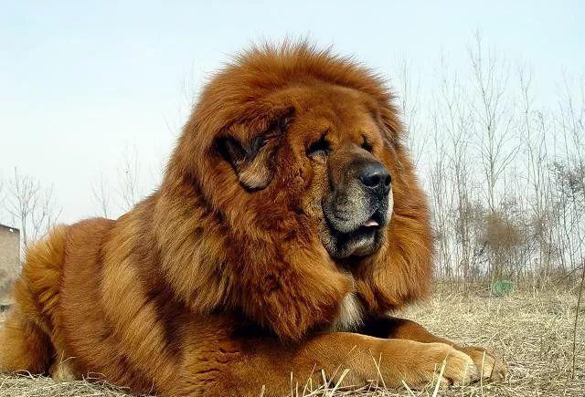 藏獒,使人望而生畏的犬中之王