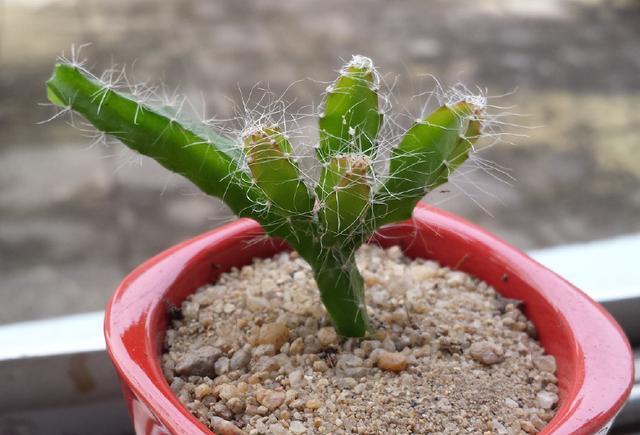 火龙果不结果?做好这几点,想不结果都难!